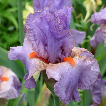 Snappy Dresser Bearded Iris