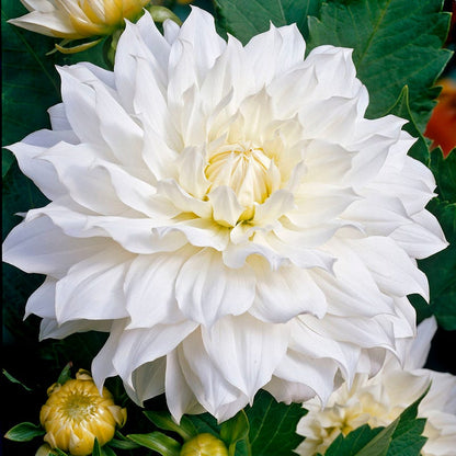 Vintage Bouquet Bulb Collection