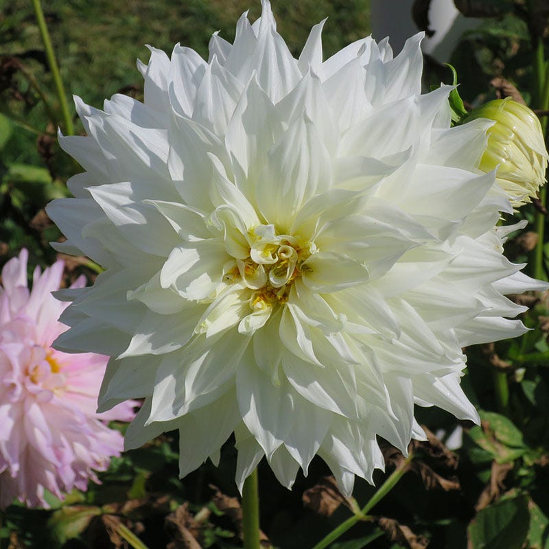 Dahlia Clouds Collection