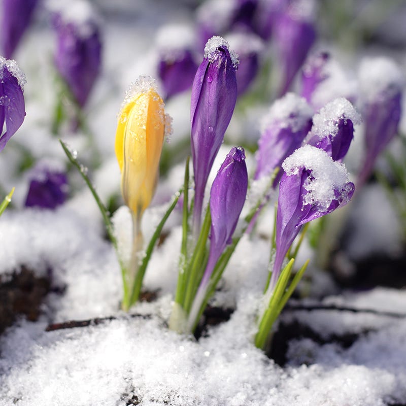 Snow Crocus Mix
