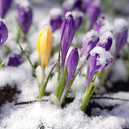 Snow Crocus Mix