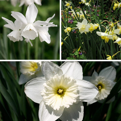 Snow Drift White Daffodil Bulb Collection