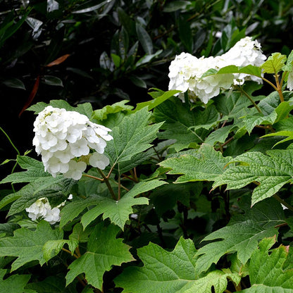 Snow Queen Oakleaf Hydrangea
