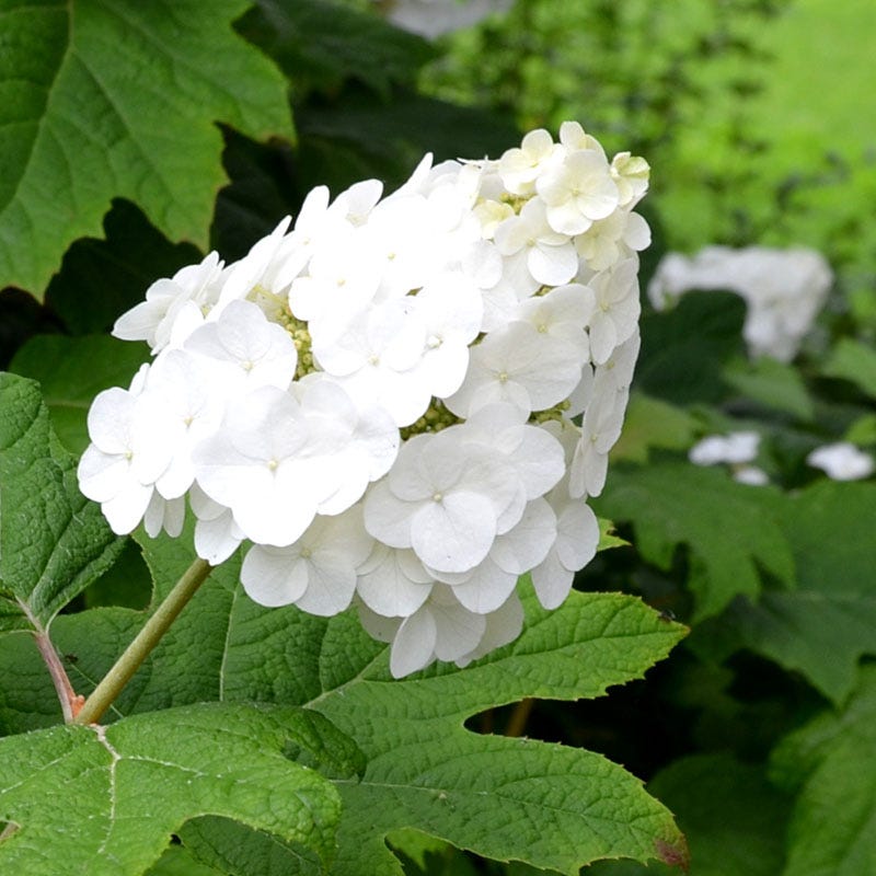 Snow Queen Oakleaf Hydrangea