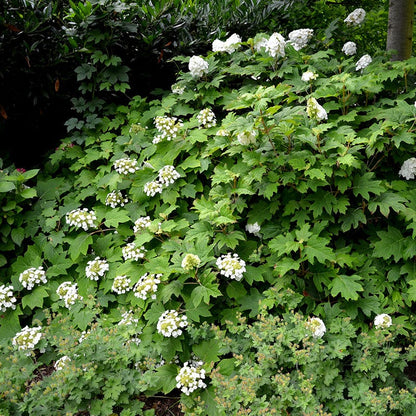 Snow Queen Oakleaf Hydrangea