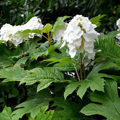 Mother's Day Plant Collection