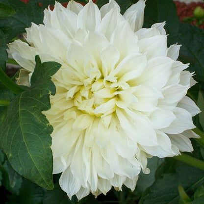Snowbound Dinner Plate Dahlia