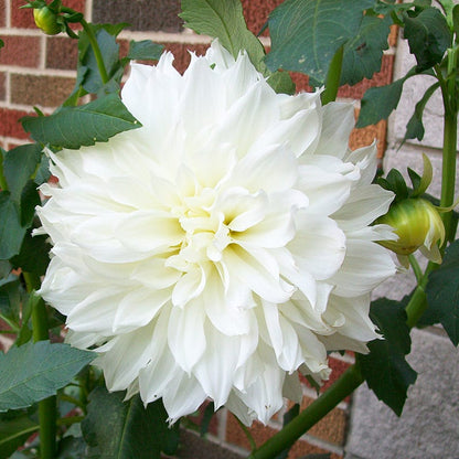 Snowbound Dinner Plate Dahlia