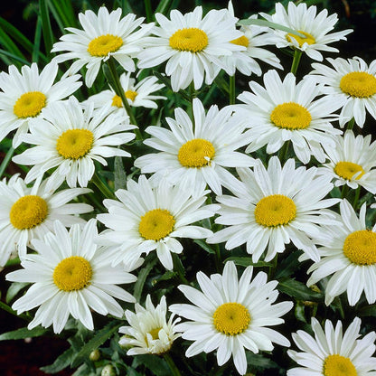 Moonlight Pre-Planned Garden