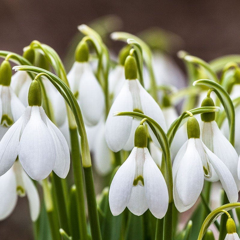 Snowdrops