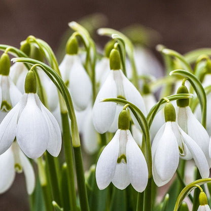 Snowdrops