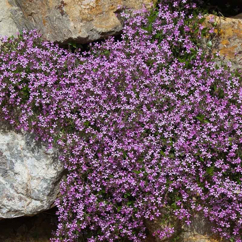 Rock Soapwort - Thumbnail 2