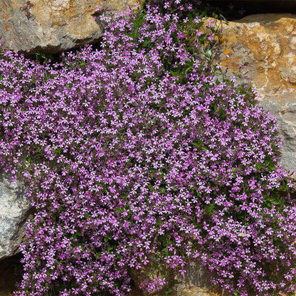 Alternative Lawn Wildflower Seed Mix