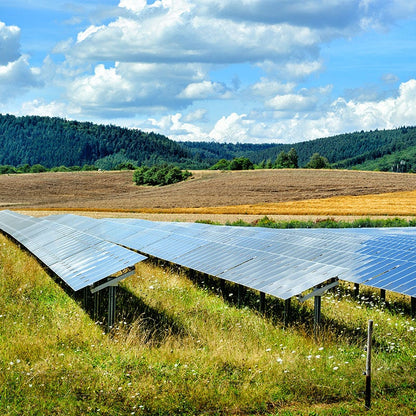 Solar Farm Color Seed Mix