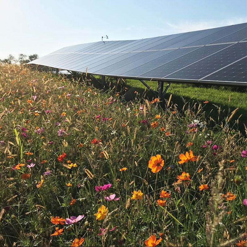 Solar Farm Color Seed Mix