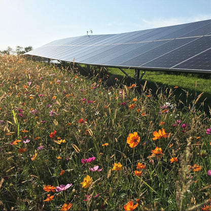 Solar Farm Color Seed Mix