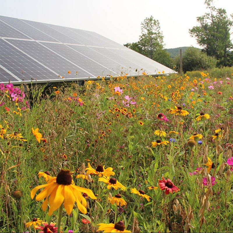 Solar Farm Color Seed Mix