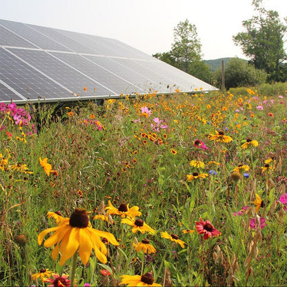 Solar Farm Color Seed Mix