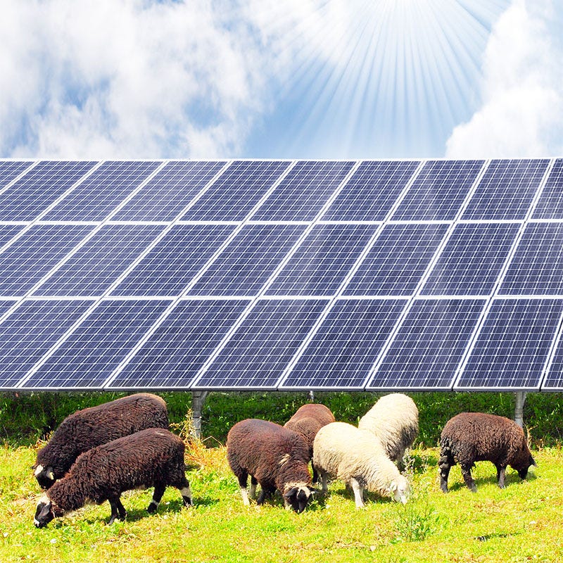 Solar Farm Low Maintenance Turf Seed Mix