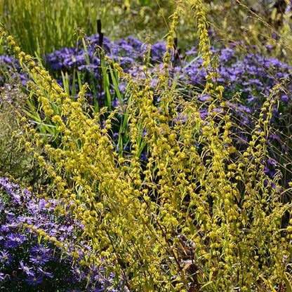 Ecoregion Native Plant Collection - Southeastern USA Plains