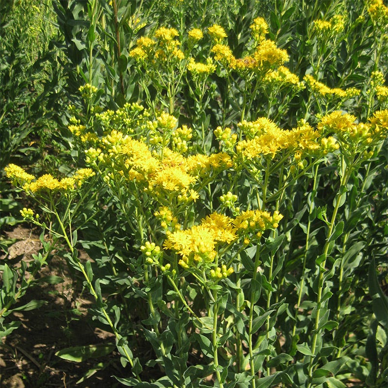 Solidago Rigida Stiff Goldenrod Seeds, Solidago rigida | American Meadows
