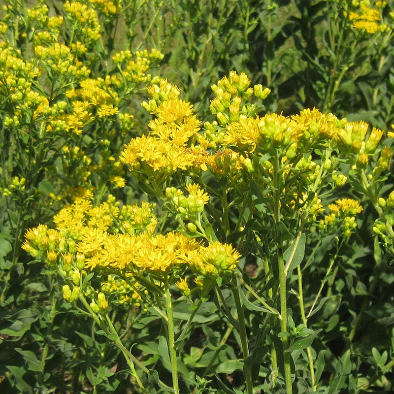 Solidago Rigida Stiff Goldenrod Seeds, Solidago rigida | American Meadows