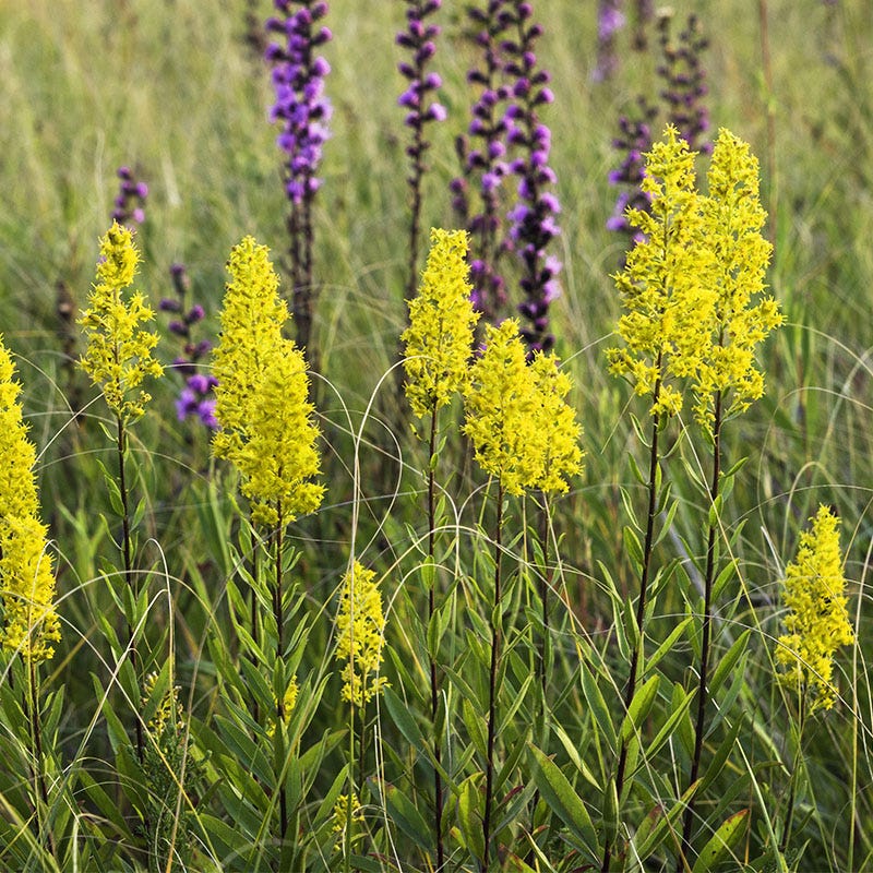 Showy Goldenrod