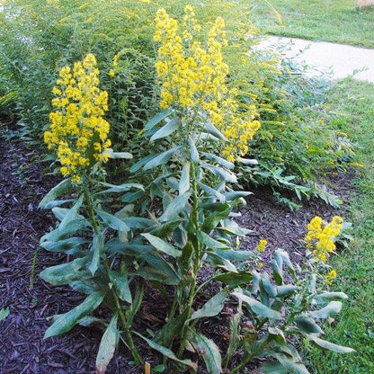 Showy Goldenrod