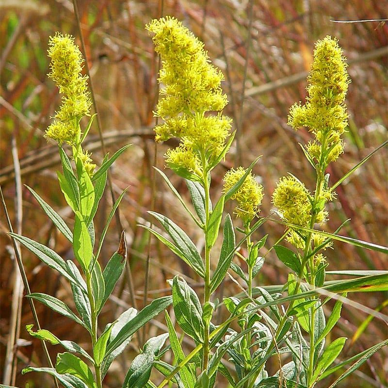 Showy Goldenrod