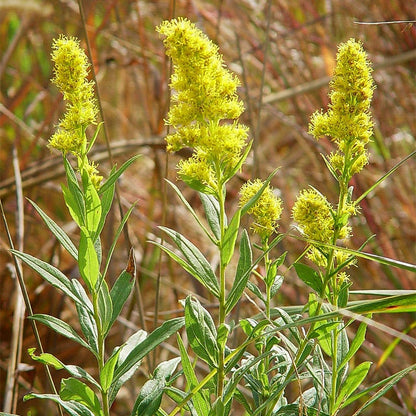 Showy Goldenrod