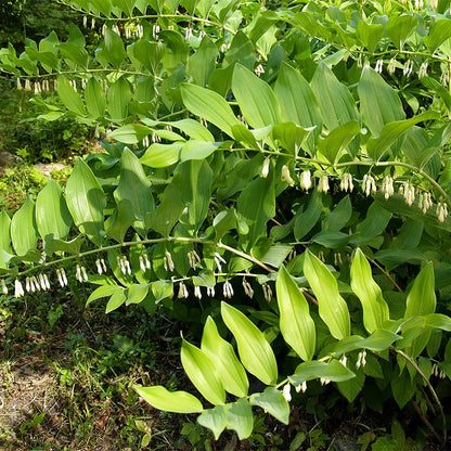 solomon plant succulent Solomon's Seal, Polygonatum multiflorum