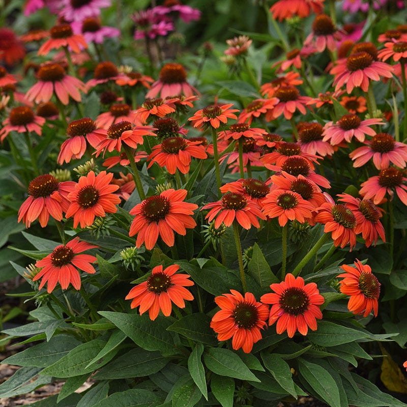 No Nibble Deer Resistant Pre-Planned Garden