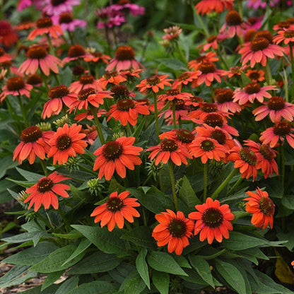 No Nibble Deer Resistant Pre-Planned Garden