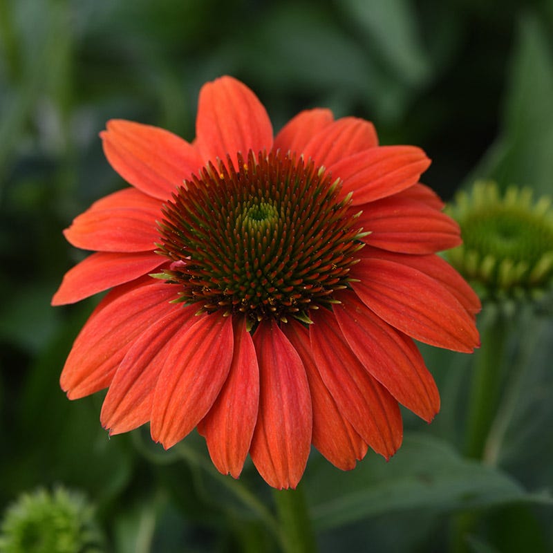 Sombrero Poco™ Hot Coral Echinacea