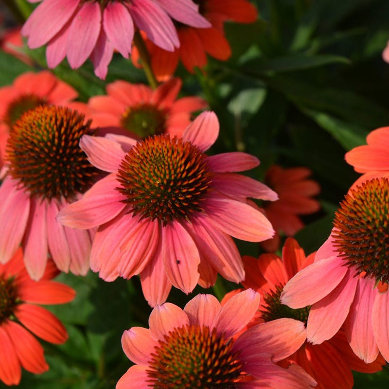 Sombrero Poco™ Hot Coral Echinacea