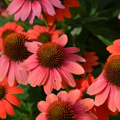 Sombrero Poco™ Hot Coral Echinacea