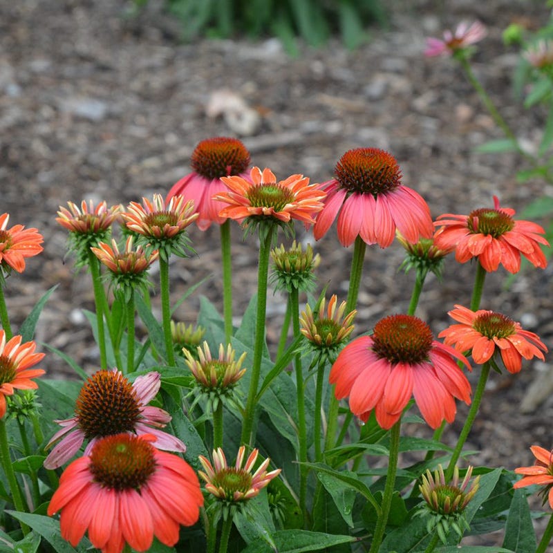 Sombrero Poco™ Hot Coral Echinacea
