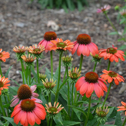 Sombrero Poco™ Hot Coral Echinacea