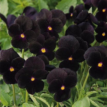 Vivid Viola Collection