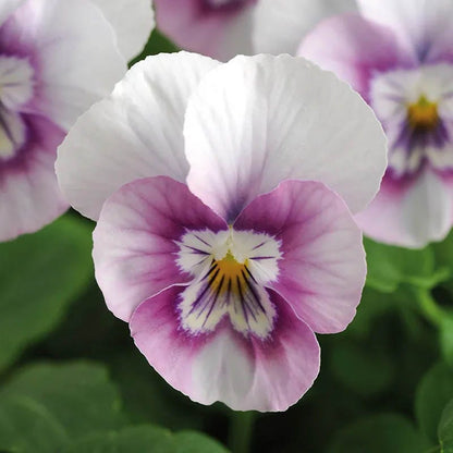 Vivid Viola Collection