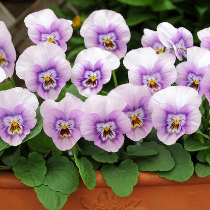 Sorbet® XP Pink Halo Viola