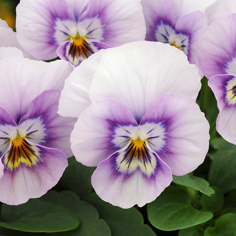 Sorbet® XP Pink Halo Viola
