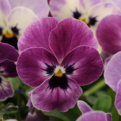 Vivid Viola Collection