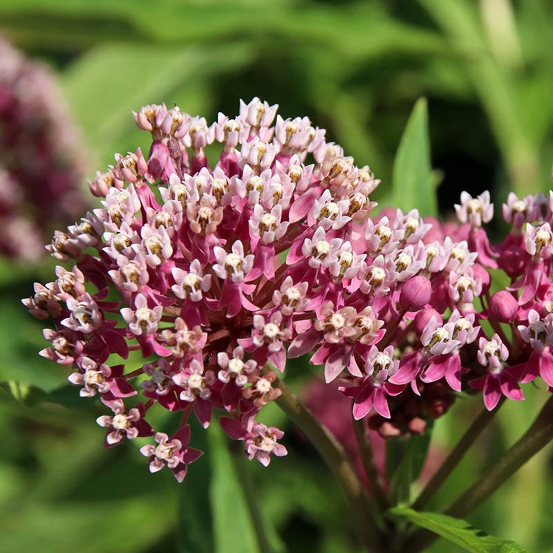 Milkweed Collection