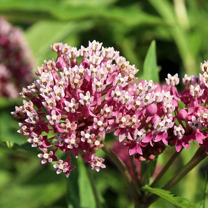 Soulmate Swamp Milkweed