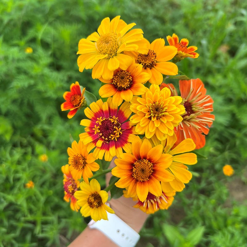 border flower seeds South Of The Border Zinnia Seed Mix | Red/Yellow
