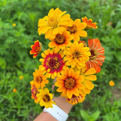 South Of The Border Zinnia Seed Mix