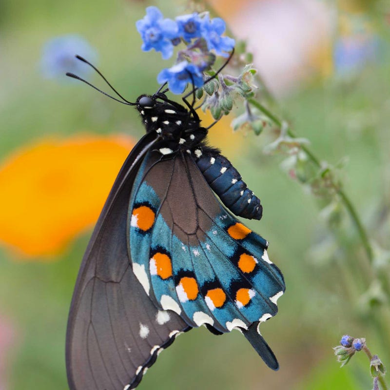 Southeast Pollinator Wildflower Seed Mix