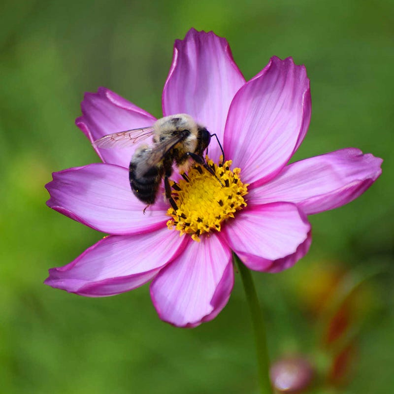 southeast pollinator wildflower seed mix Southeast Pollinator Wildflower Seed Mix