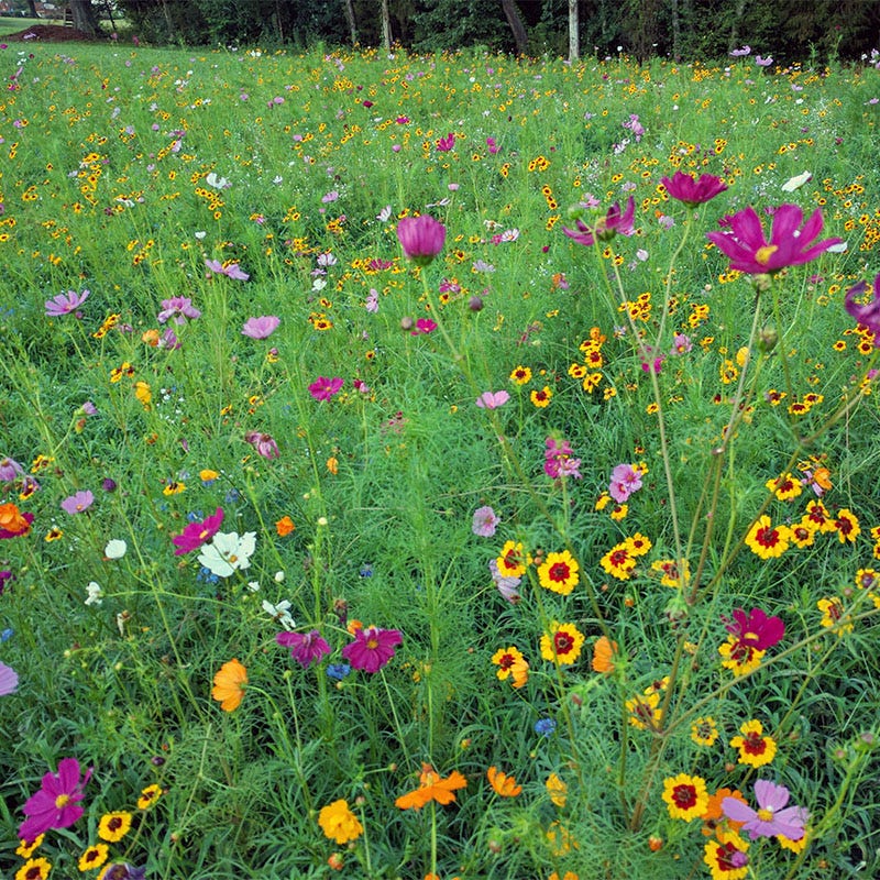 southeast pollinator wildflower seed mix Southeast Pollinator Wildflower Seed Mix